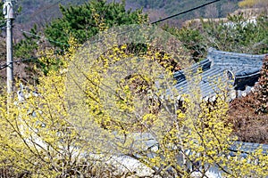 Scenery of Cornus officinalis flower festival in Gurye