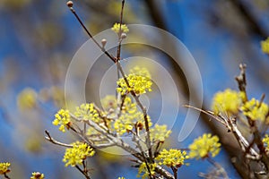 Scenery of Cornus officinalis flower festival in Gurye