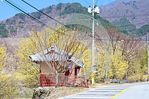 Scenery of Cornus officinalis flower festival in Gurye