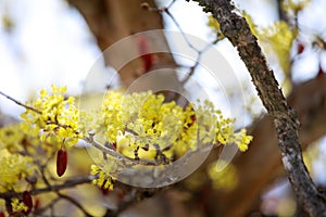 Scenery of Cornus officinalis flower festival in Gurye