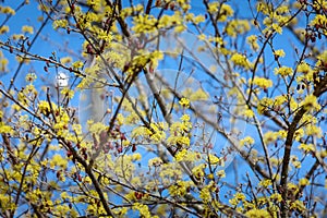 Scenery of Cornus officinalis flower festival in Gurye