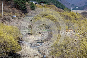 Scenery of Cornus officinalis flower festival in Gurye