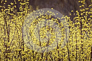 Scenery of Cornus officinalis flower festival in Gurye