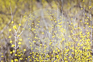 Scenery of Cornus officinalis flower festival in Gurye