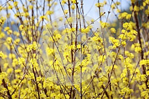 Scenery of Cornus officinalis flower festival in Gurye