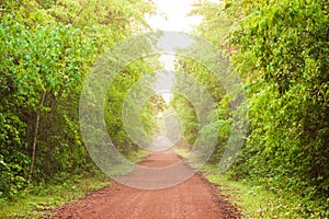 Scenery of empty red dirt road in tropical forest, lush foliage in the morning mist, sunlight shines on a long straight dirt road