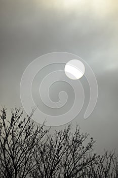 Sun shining through as a disk through the foggy sky photo
