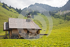 Little Church in the european alpes with cows and mountains in the background photo