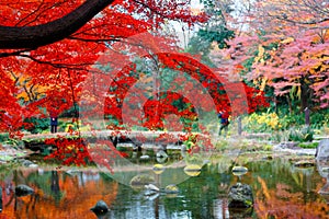 Scenery of fiery maple trees & colorful autumn leaves reflected in the peaceful water of a pond in Koishikawa Korakuen