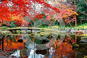 Scenery of fiery maple trees & colorful autumn leaves reflected in the peaceful water of a pond in Koishikawa Korakuen