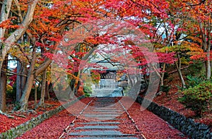 Scenery of fiery maple trees at entrance Sandou to Bishamon Hall Bishamondo, a famous Buddhist temple