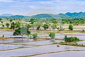 Scenery of flooded rice paddies. Agronomic methods of growing rice with water in which rice sown photo