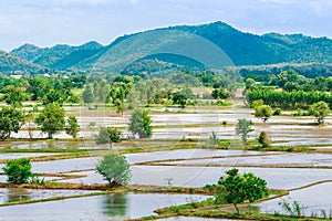 Scenery of flooded rice paddies. Agronomic methods of growing rice with water in which rice sown photo