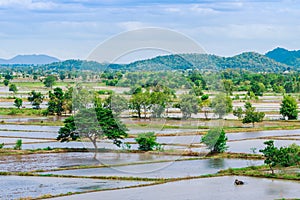 Scenery of flooded rice paddies. Agronomic methods of growing rice with water in which rice sown photo