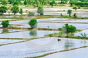 Scenery of flooded rice paddies. Agronomic methods of growing rice with water in which rice sown photo