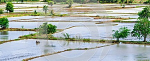 Scenery of flooded rice paddies. Agronomic methods of growing rice with water in which rice sown photo