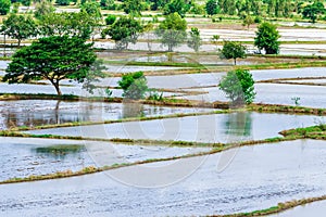 Scenery of flooded rice paddies. Agronomic methods of growing rice  with water in which rice sown photo