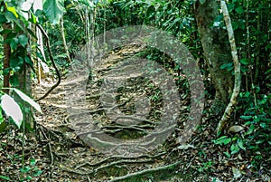 Scenery in the forest