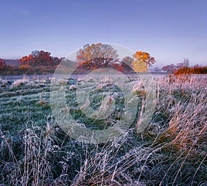 Scenery frosty autumn. Morning landscape of meadow with hoarfrost and colored trees on horizon. Fall frosty morning.