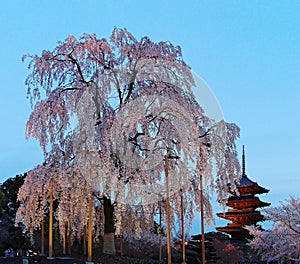 Scenery of a giant cherry blossom tree Sakura & the famous Five-Story Pagoda of Toji Temple in Kyoto, Kansai, Japan