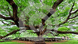 Scenery of giant tree , Samanea saman (Leguminosae) or Chamchuri tree (Thai language)