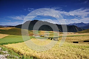 Scenery of grain field and mountain