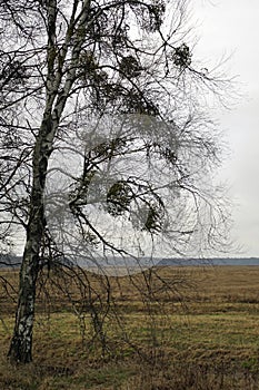 White mistletoe on a birch tree. The plant is a parasite. Spring march.