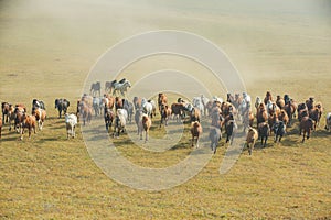 Scenery and horses of grassland pastures in Inner Mongolia Autonomous Region, China