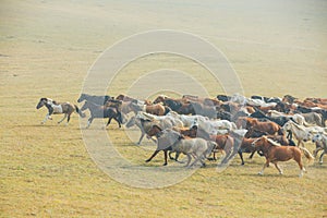 Scenery and horses of grassland pastures in Inner Mongolia Autonomous Region, China
