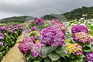 Scenery of Hydrangea Blossoms