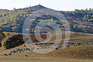 Scenery of Inner Mongolia Prairie