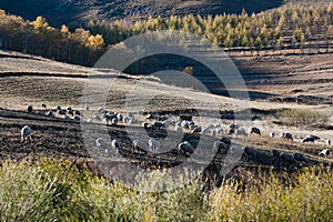 Scenery of Inner Mongolia Prairie