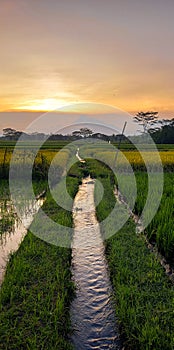 Scenery irigation fields in Central Java, Indonesia