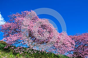 Scenery of Kawazu cherry blossoms and rape blossoms in Izu.