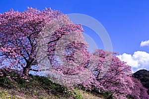 Scenery of Kawazu cherry blossoms and rape blossoms in Izu.