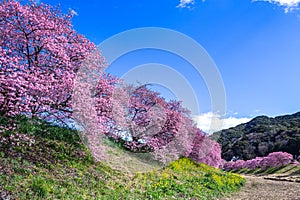 Scenery of Kawazu cherry blossoms and rape blossoms in Izu.