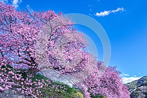 Scenery of Kawazu cherry blossoms and rape blossoms in Izu.