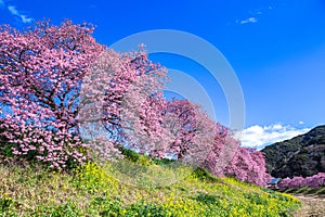 Scenery of Kawazu cherry blossoms and rape blossoms in Izu.