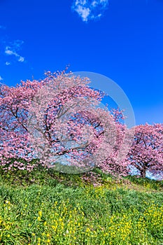 Scenery of Kawazu cherry blossoms and rape blossoms in Izu.