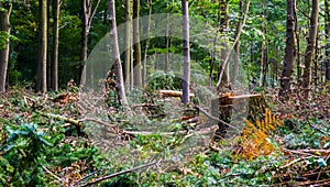 Scenery of the liesbos forest in Breda during deforestation for upkeep, tree stump of a cut down tree and branches