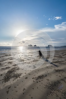 The scenery of a lonely dog sitting in front of the sea waiting for its owner