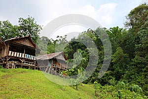 Scenery of lush jungle at Bukit Lawang - Gunung Leuser National Park photo