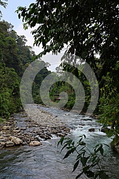 Scenery of lush jungle at Bukit Lawang - Gunung Leuser National Park photo