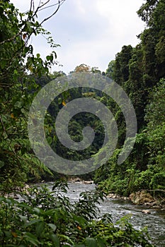 Scenery of lush jungle at Bukit Lawang - Gunung Leuser National Park photo