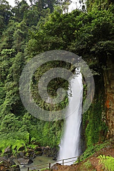 Scenery of lush jungle at Bukit Lawang - Gunung Leuser National Park photo