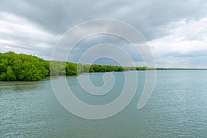 The scenery of lush mangrove forest by the sea