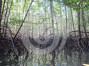 Scenery at mangrove forest in Koh Lanta in Thailand