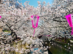 Scenery of Meguro river when white cherry blossoms or sakura full bloom