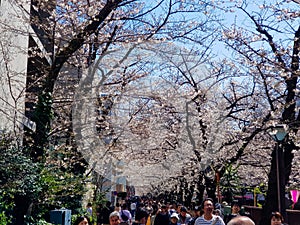 Scenery of Meguro river when white cherry blossoms or sakura full bloom