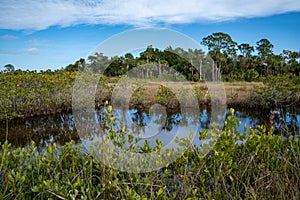 Scenery at the Merritt Island National Wildlife Refuge near Titusville, Florida photo